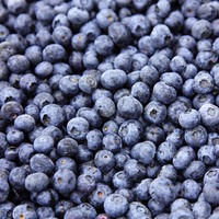 Bleuets sauvages biologiques Meilleurs surgelés IQF non sucrés en vrac Congélation flash Bleuets frais cueillis Compliments Prix de gros