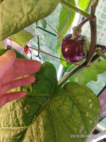 Système de culture hydroponique d'intérieur à 5 étages, kit de jardinage vertical sans terre pour légumes avec pompe