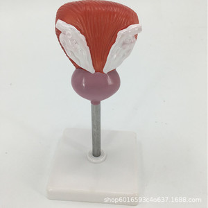 Modèle médical de vessie, modèle du système urinaire, modèle de structure transversale de la vessie, modèle pédagogique de la structure urinaire - Product Image 1