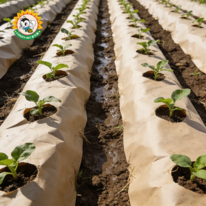 Film de paillage agricole biodégradable à cycle court pour application sur les cultures, idéal pour la culture des légumes et la protection des jardins. - Product Image 1
