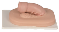 Ressources pédagogiques médicales pour l'enseignement de la circoncision du système reproducteur masculin chirurgical CE/ISO