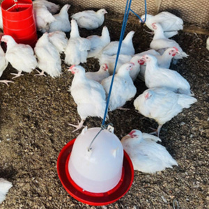 Comedero y Bebedero Automático para Aves de Corral, Cubo de Alimentación Reforzado de Plástico, Cubo de Agua para Pollos - Product Image 5
