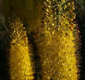 Pó de Extrato de Bulbine <span class=keywords><strong>Natalensis</strong></span>/Bulbine <span class=keywords><strong>Natalensis</strong></span> - Product Image 3