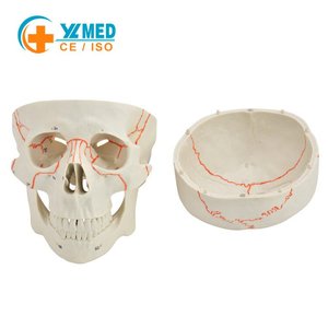 Modelo de <span class=keywords><strong>Cráneo</strong></span> Humano con <span class=keywords><strong>Suturas</strong></span> Numeradas para Enseñanza Médica, <span class=keywords><strong>Cráneo</strong></span> Anatómico con <span class=keywords><strong>Suturas</strong></span> Numeradas para Escuelas y Hospitales - Product Image 1