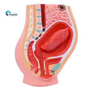 อุปกรณ์การศึกษาแบบจำลองทางกายวิภาคสำหรับการจำลองหลัง<span class=keywords><strong>คลอด</strong></span>ส่วนท้อง-อุ้งเชิงกรานผู้หญิง - Product Image 1