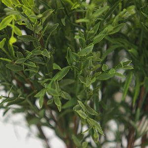 أوراق خضراء صغيرة اصطناعية بملمس حقيقي مع سيقان للبيع بالجملة لتزيين حفلات الزفاف والمنازل والفنادق والحدائق وتنسيق الزهور - Product Image 3