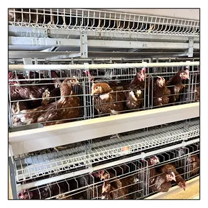 Battery Cage Pullets Rearing Equipment for Chicken House Shed of Poultry Farm Large Size Cage Chicken Feed Automatic 15 years