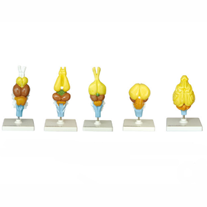 Gelsonlab HSBM-424 Model-Model Otak Vertebrata - Product Image 5
