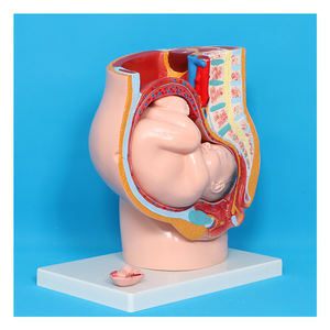 Anatomie du squelette humain, développement embryonnaire, système de reproduction utérin, <span class=keywords><strong>cavité</strong></span> pelvienne féminine, modèle fœtal de 9 mois - Product Image 1