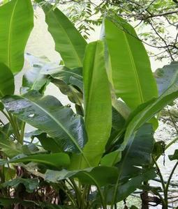 Racine de Musa Basjoo séchée au four, herbe rare naturelle, <span class=keywords><strong>rhizome</strong></span> de banane japonaise à vendre - Product Image 4