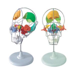 Modèle anatomique de colonne vertébrale lombaire en PVC pour usage scolaire par Ciiizaoo - Product Image 1