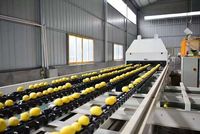 Fruits d'agrumes frais (orange, citron) - Certifiés ISO, origine Chine, conditionnés en ferme, taille 65-100 cm, qualité supérieure, en vrac/carton, durée de conservation 1 an