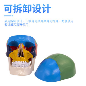 Modèle de crâne humain médical, modèle de crâne simulé à l'échelle 1:1, Département de Neurologie, Modélisation fonctionnelle colorée des zones du crâne - Product Image 4
