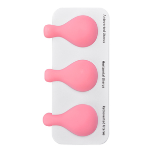 Modelo de Entrenamiento para la Posición Uterina, 3 Tipos (Antevertida, Horizontal, Retrovertida), Práctica de Procedimientos Ginecológicos, Vulcanizado - Product Image 2