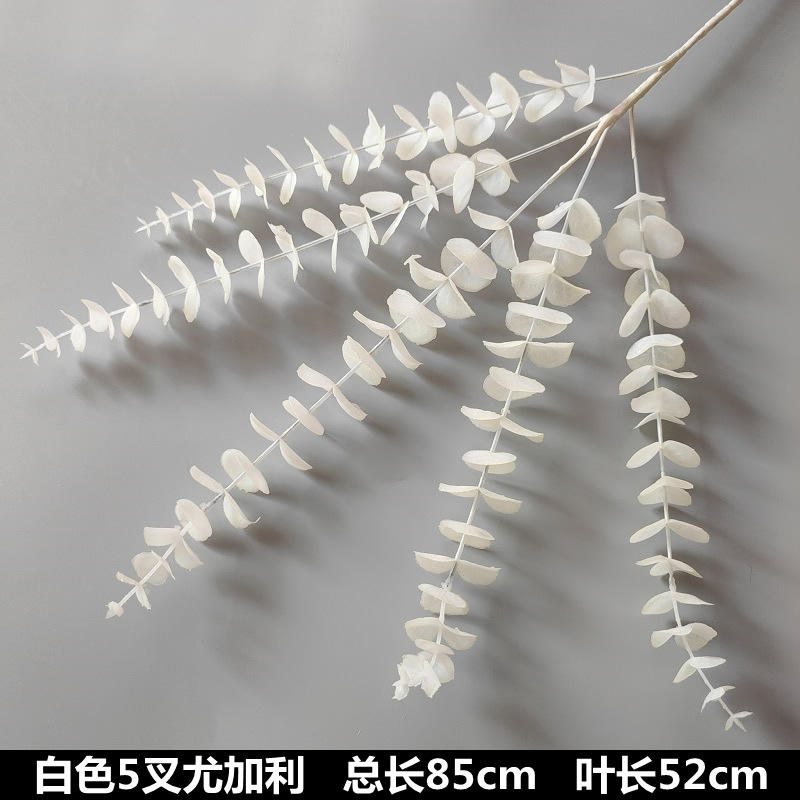 ยูคาลิปตัส5ง่าม