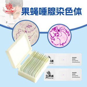 Compresión de cromosomas de la glándula salival de Drosophila, célula biológica de alta calidad de una sola variedad para investigación en biología y genética - Product Image 3
