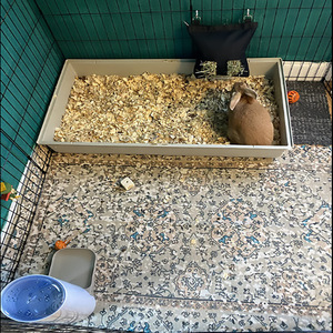 ถุงหญ้ากระต่ายแบบแขวนสำหรับหนูตะเภาและชินชิลล่า ลายผลไม้ ทำจากไนลอน - Product Image 4