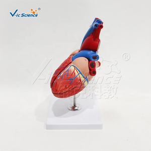 Corazón en 4 piezas, modelo de equipo médico, ciencia médica, modelo anatómico de Pvc, órgano humano, modelo de corazón de anatomía desmontable - Product Image 1