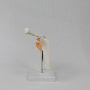Modèle fonctionnel de l'articulation de l'épaule ; Modèle pédagogique d'articulation humaine - Product Image 2