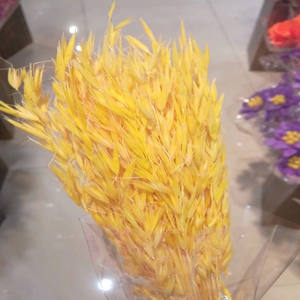 L06528 naturel réel séché avoine herbe naturel <span class=keywords><strong>lin</strong></span> doré gousses fleurs sec blé Grains Avena avoine séché Avena avoine - Product Image 4