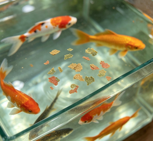 Dreifarbige Fischflocken, proteinreiches, farbverstärkendes Aquarienfutter für Guppy, Betta, Tetra, Goldfisch, Fabrik-Großhandel - Product Image 2