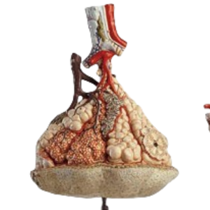 ADA-A431 Gran Oferta: Modelo de Enseñanza Médica de Lobulo Pulmonar de Tamaño Real (150x) con Alveolos Pulmonares Anatómicos (1000X) Adicionales - Product Image 2