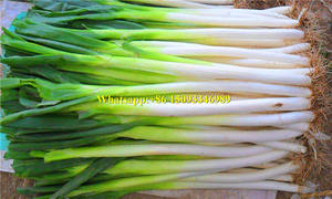 Machine de nettoyage à sec inductif des légumes, pour les cibouges d'oignon vert/machine d'élimination de la saleté des épinards, facile à utiliser, à vendre - Product Image 6