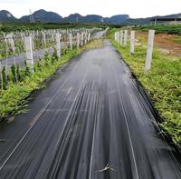 Membrane de contrôle des adventices en PP robuste 4m x 20m 100g avec service de découpe