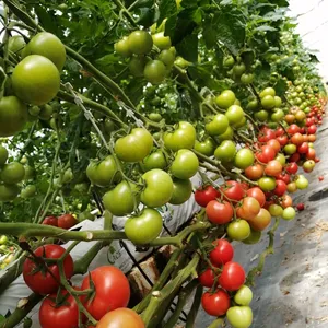 صوبة طماطم مع نظام زراعة مائي