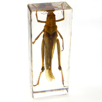 Insectes en résine, animaux en résine, spécimens d'insectes, jouets éducatifs pour enfants