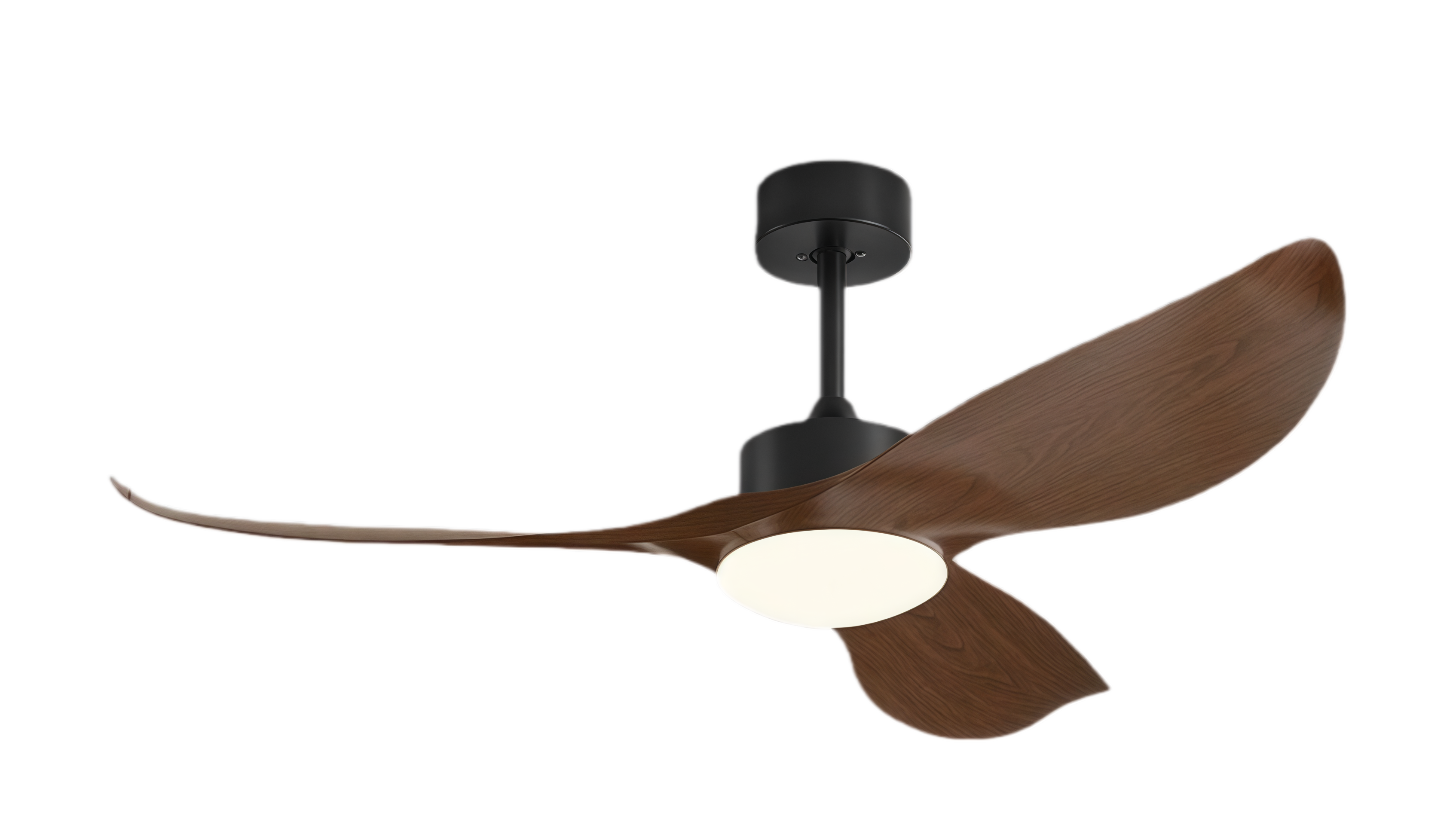 วอลนัทดำ