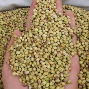 香菜籽 新鲜风格 天然香草 密封包装 工厂供应 单一香料 健康调味料 用于烹饪和美食 - Product Image 3