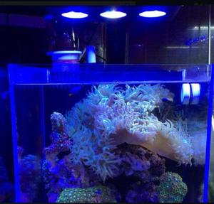 Éclairage d'<span class=keywords><strong>aquarium</strong></span> à double canal avec gradation, 9 ampoules <span class=keywords><strong>LED</strong></span>, contrôle intelligent de la température, large plage d'éclairage, 30W, 1500 lumens, garantie 3 ans - Product Image 6