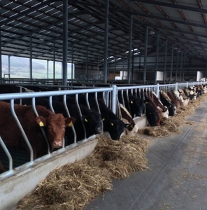 Proveedor Chino de Comederos de Heno Personalizados para Ganado / Barrera de Alimentación para Vacas / Panel de Cabeza para <span class=keywords><strong>Corrales</strong></span> / Corral C - Product Image 2