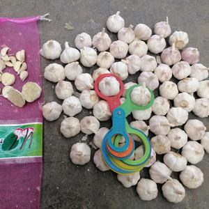 Suministro al por mayor de semillas de <span class=keywords><strong>ajo</strong></span> fresco de China, incluyendo <span class=keywords><strong>ajo</strong></span> rojo, <span class=keywords><strong>morado</strong></span>, normal y blanco, de 5.5 cm, de Shandong, listo para comer, almacenado en frío. - Product Image 6