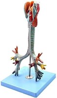 Modèle anatomique du larynx, de la trachée et du système bronchique humain, modèle anatomique du larynx, bronchoscopie, modèles pédagogiques pulmonaires pour la recherche