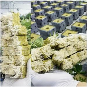 Cubes de laine de roche pour semis de haute qualité pour serre, ferme verticale, culture sans terre, vente en gros directe d'usine - Product Image 4