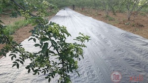 Weed Mat che phủ mặt đất bán buôn 100% HDPE vườn hoa không thấm nước Sun <span class=keywords><strong>Shade</strong></span> Vải <span class=keywords><strong>net</strong></span> chế biến nông nghiệp dịch vụ bao gồm - Product Image 3