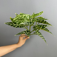 Plantes, feuilles de taro, feuilles de pomme, feuilles d'eucalyptus, vert de Thanksgiving, aménagement paysager intérieur et extérieur, décoration de la maison, fleurs