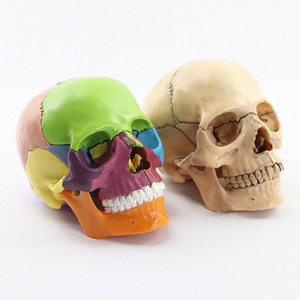Modelo Anatómico de Esqueleto Humano de Resina a Tamaño Real, Colorido, para Accesorios de Fiesta de Halloween, Decoración del Hogar, Jardinería y Celebraciones - Product Image 6