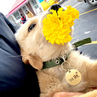 Personalisiertes Graviertes Logo Katzen- und Hunde-ID-Anhänger Blanko Laser Haustier-Namensschild mit Logo