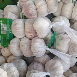 <span class=keywords><strong>Ajo</strong></span> <span class=keywords><strong>Blanco</strong></span> Común Fresco de Última Cosecha para Restaurantes y Mercados, Venta al por Mayor Directa de Fábrica, Colombia - Product Image 1