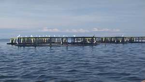 Dossiers de demande de prêt pour le financement du projet de cages à poissons en HDPE pour le lac Victoria - Product Image 5