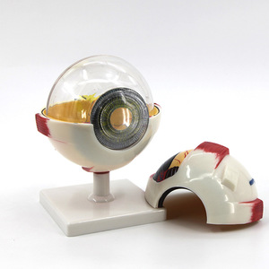 Instrumento de enseñanza de ciencias biológicas personalizado para el modelo estructural ocular de anatomía de Qinghua 3x y 6x. - Product Image 1
