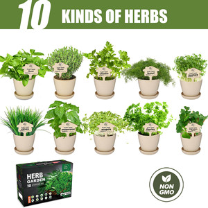 Offre Spéciale intérieur sans OGM 5 herbes bricolage cuisine jardin rebord de fenêtre pot de plante grandir démarreur Kit de culture Pots plateaux goutte à goutte - Product Image 2