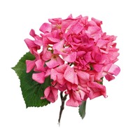 Bunga Hydrangea Buatan Kepala Besar Grosir, Bunga PU Sentuhan Lembut Seperti Asli untuk Dekorasi Pernikahan, Dinding Bunga, Pasokan Grosir