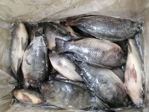 Marisco QUALITY least wholesale top fresh frozen fish foremost tilapia - Product Image 6