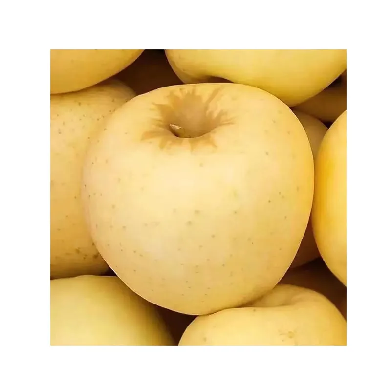 핫 세일 파삭 파삭 한 육즙 영양가있는 황금 맛있는 신선한 황금 사과 신선한 사과