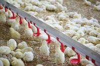 Ligne à boire pour éleveur de poulets de chair