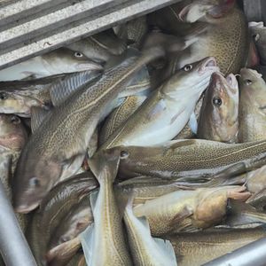 Premium Frozen Sablefish Black Cod HG Tamaños de corte entero Premium Cod Fish Dry Stockfish Pieces Noruega 30-45Kg Pacas Embalaje en bolsa - Product Image 5